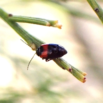 Monolepta minima (Leaf beetle) at Cook, ACT - 11 Oct 2024 by CathB