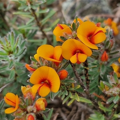 Pultenaea subspicata (Low Bush-pea) at Gundary, NSW - 23 Oct 2024 by trevorpreston