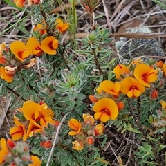 Pultenaea subspicata at Gundary, NSW - 23 Oct 2024 04:14 PM