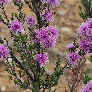 Kunzea parvifolia at Gundary, NSW - 23 Oct 2024