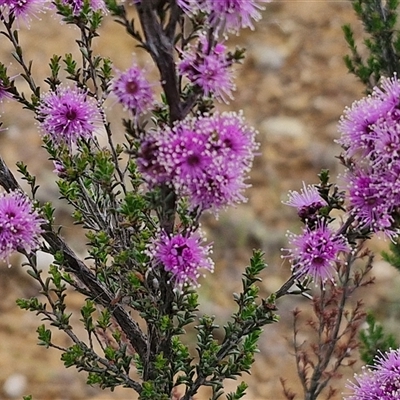 Kunzea parvifolia (Violet Kunzea) at Gundary, NSW - 23 Oct 2024 by trevorpreston