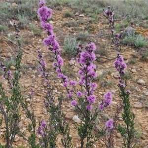 Kunzea parvifolia at Gundary, NSW - 23 Oct 2024