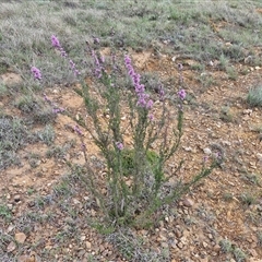 Kunzea parvifolia at Gundary, NSW - 23 Oct 2024