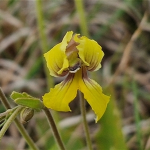 Goodenia paradoxa at Gundary, NSW - 23 Oct 2024