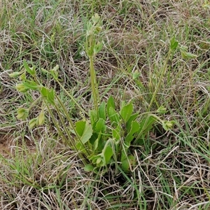 Goodenia paradoxa at Gundary, NSW - 23 Oct 2024