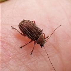 Edusella lineata (Leaf beetle) at Cook, ACT - 14 Oct 2024 by CathB