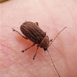 Edusella lineata at Cook, ACT - 15 Oct 2024