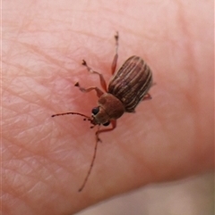 Edusella lineata at Cook, ACT - 15 Oct 2024