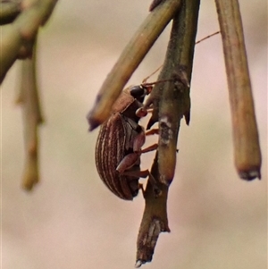 Edusella lineata at Cook, ACT - 15 Oct 2024