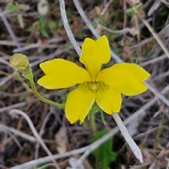 Goodenia pinnatifida (Scrambled Eggs) at Gundary, NSW - 23 Oct 2024 by trevorpreston