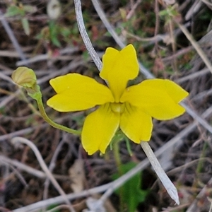 Goodenia pinnatifida at Gundary, NSW - 23 Oct 2024