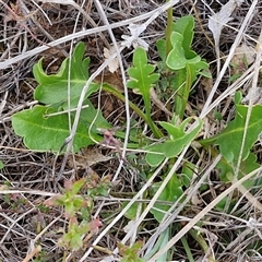 Goodenia pinnatifida at Gundary, NSW - 23 Oct 2024 04:11 PM