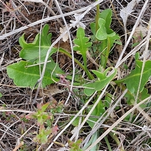 Goodenia pinnatifida at Gundary, NSW - 23 Oct 2024