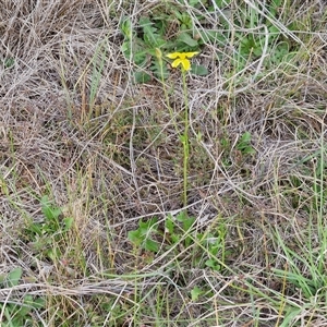 Goodenia pinnatifida at Gundary, NSW - 23 Oct 2024