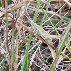 Keyacris scurra at Gundary, NSW - 23 Oct 2024