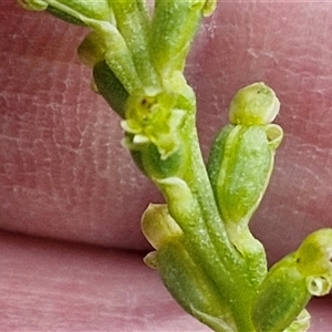 Microtis unifolia at Gundary, NSW - 23 Oct 2024