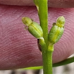 Microtis unifolia at Gundary, NSW - suppressed