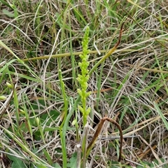 Microtis unifolia at Gundary, NSW - suppressed
