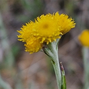 Chrysocephalum apiculatum at Gundary, NSW - 23 Oct 2024 04:09 PM