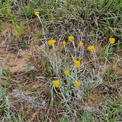 Chrysocephalum apiculatum at Gundary, NSW - 23 Oct 2024