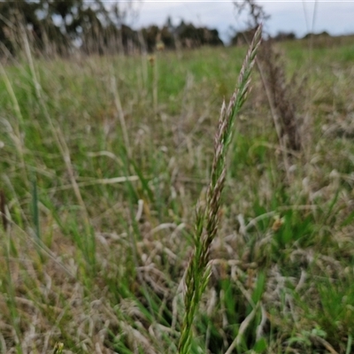 Lolium arundinaceum (Tall Fescue) at Gundary, NSW - 23 Oct 2024 by trevorpreston