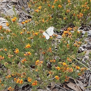 Pieris rapae at Yass River, NSW - 23 Oct 2024 04:45 PM