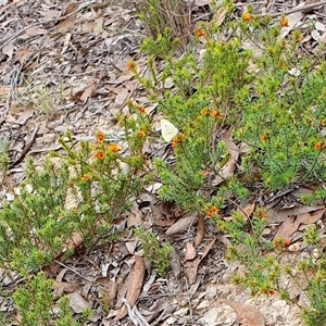 Pieris rapae at Yass River, NSW - 23 Oct 2024