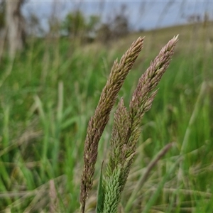 Holcus lanatus at Gundary, NSW - 23 Oct 2024