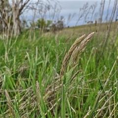 Holcus lanatus at Gundary, NSW - 23 Oct 2024