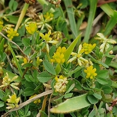 Trifolium dubium (Yellow Suckling Clover) at Gundary, NSW - 23 Oct 2024 by trevorpreston