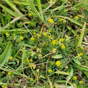 Trifolium dubium at Gundary, NSW - 23 Oct 2024