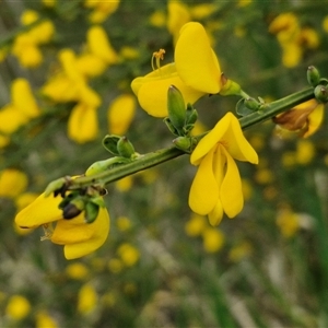 Cytisus scoparius subsp. scoparius at Goulburn, NSW - 23 Oct 2024 03:54 PM