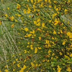 Cytisus scoparius subsp. scoparius at Goulburn, NSW - 23 Oct 2024 03:54 PM