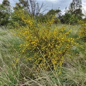 Cytisus scoparius subsp. scoparius at Goulburn, NSW - 23 Oct 2024 03:54 PM