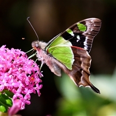 Graphium macleayanum (Macleay's Swallowtail) at Acton, ACT - 21 Oct 2024 by Simone