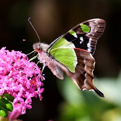 Graphium macleayanum (Macleay's Swallowtail) at Acton, ACT - 22 Oct 2024 by Simone