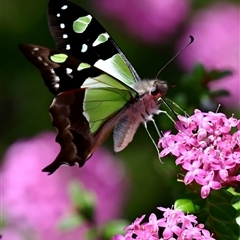 Graphium macleayanum at Acton, ACT - 22 Oct 2024 10:31 AM