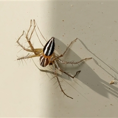 Oxyopes gracilipes (Graceful-legs Lynx Spider) at Chisholm, ACT - 22 Oct 2024 by RomanSoroka