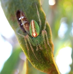 Araneus talipedatus at Cook, ACT - 16 Oct 2024 11:37 AM