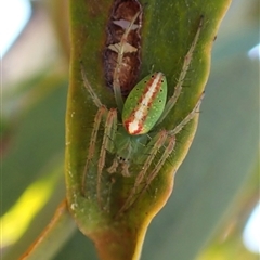 Araneus talipedatus at Cook, ACT - 16 Oct 2024 11:37 AM