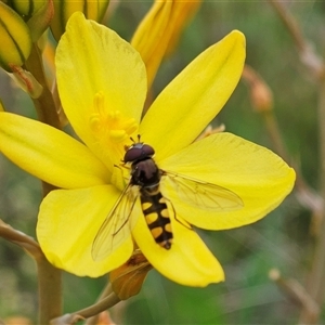 Melangyna sp. (genus) at Weetangera, ACT - 23 Oct 2024