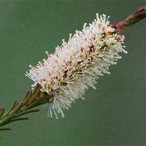 Melaleuca parvistaminea at Googong, NSW - 23 Oct 2024