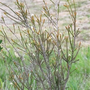 Melaleuca parvistaminea at Googong, NSW - 23 Oct 2024