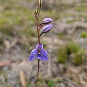 Thelymitra ixioides at Captains Flat, NSW - suppressed