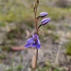 Thelymitra ixioides at Captains Flat, NSW - suppressed