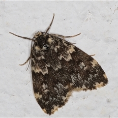 Halone coryphoea (Eastern Halone moth) at Melba, ACT - 22 Oct 2024 by kasiaaus