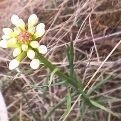 Stackhousia monogyna at Cooma, NSW - 23 Oct 2024 by mahargiani