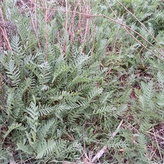 Tanacetum vulgare (Tansy) at Cooma, NSW - 23 Oct 2024 by mahargiani