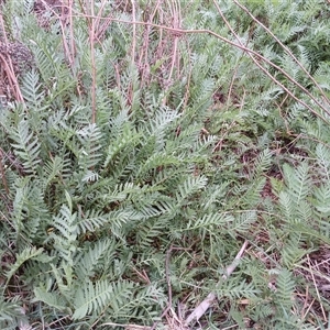 Tanacetum vulgare at Cooma, NSW - 23 Oct 2024 02:46 PM