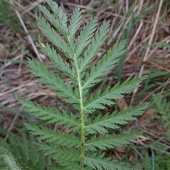 Tanacetum vulgare at Cooma, NSW - 23 Oct 2024 02:46 PM